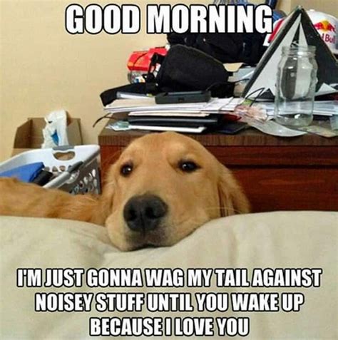 50+ Funniest Golden Retriever Memes