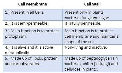 How to differentiate cell wall vs cell membrane vs DNA/RNA affect drugs? | Homework.Study.com