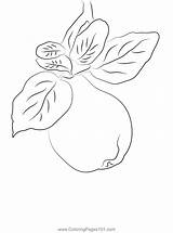 Quince Up Coloring Page For Kids  Free Printable Pages sketch template