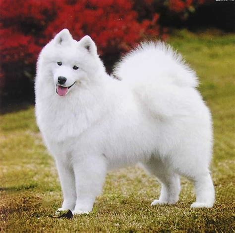 Thông tin từ A-Z về giống chó Samoyed - Trường Huấn Luyện Chó Thiên Khuyển