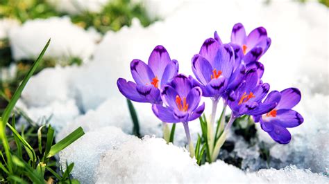 Crocus Purple Flowers Surrounded With Snow HD Flowers Wallpapers | HD Wallpapers | ID #70224