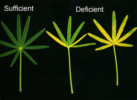 Diagnosing sulphur deficiency in narrow-leafed lupins | Agriculture and Food