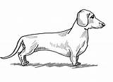 Printable Dachshund Coloring Page  Download Print Or Color Online For sketch template