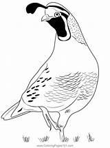 Quail Coloring Pages For Kids Sketch Page sketch template