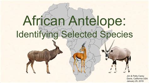 Types Of African Deer