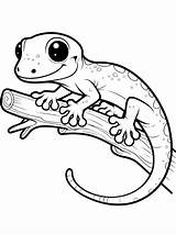 Geckos Coloring Pages And Printable Activities sketch template