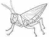 NatureS Balance Grasshopper Coloring  Page sketch template
