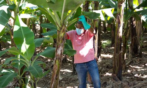 Better in a Bunch: Fairtrade banana farmers weathering the storm ...