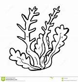 Seaweed coloring Pages To Download And Print For Free sketch template