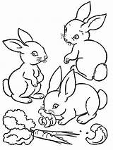 Rabbit Eating Carrot Drawing At GetDrawings  Free Download sketch template