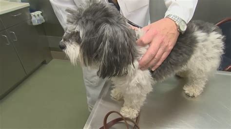 An unusual respiratory illness affecting dogs is spreading. What are the symptoms? | wwltv.com