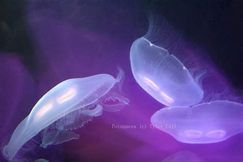 Items similar to Purple Moon Jellyfish Underwater Fine Art Photography ...