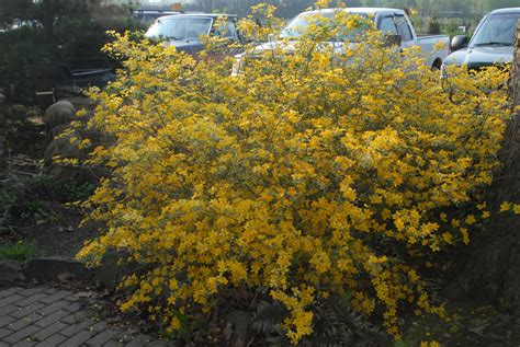 Kerria japonica (Japanese Kerria, Japanese Rose, Kerria) | North Carolina Extension Gardener ...