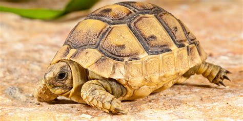 Greek Tortoise | Zoo Med Laboratories, Inc.