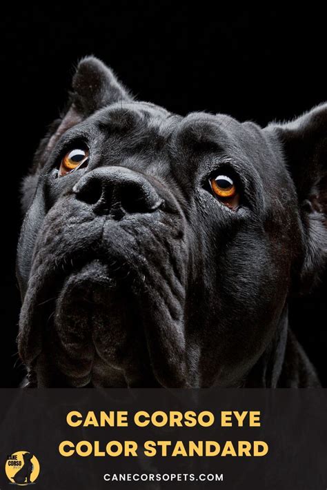 Cane Corso Eye Color Standard in 2022 | Cane corso, Cane corso colors ...