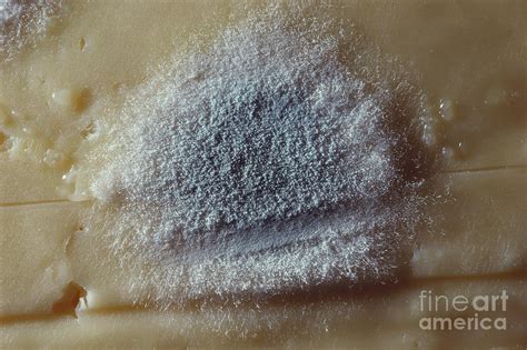 Penicillium Mold Photograph by Larry West - Fine Art America