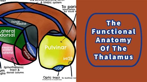 Anatomy Of The Thalamus - Anatomical Charts & Posters