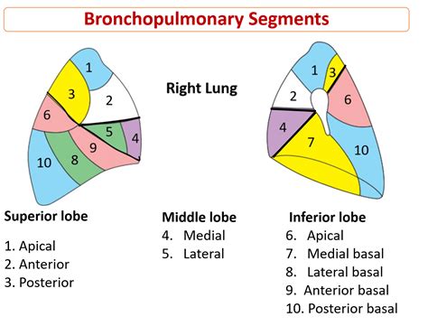 Lungs - gross features, hilum, relations, bronchopulmonary segments