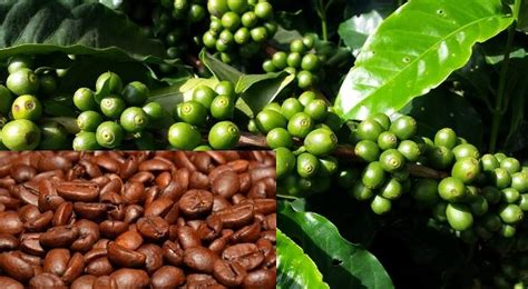 Coffee Growing Information For Beginners | Agri Farming