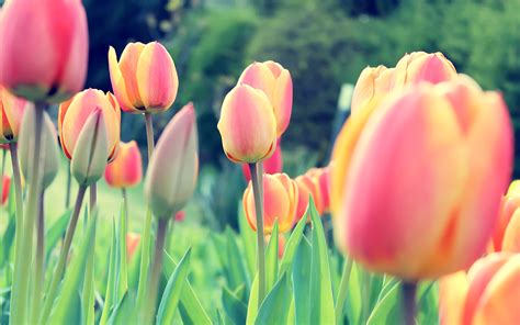 50+ Hình Nền Hoa Tulip Đẹp Ý Nghĩa, Top 100 Hình Ảnh Hoa Tulip Đẹp Ý Nghĩa