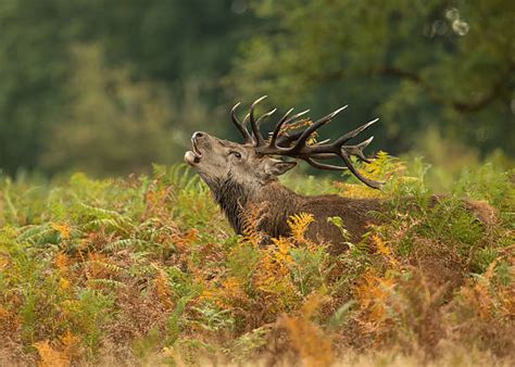 360+ Bellowing Stock Photos, Pictures & Royalty-Free Images - iStock