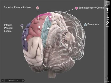 Brain Posts: Brain Imaging in PTSD: Part I