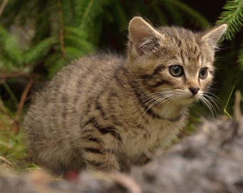 Only hope for the Scottish Wildcat - International Society for Endangered Cats (ISEC) Canada