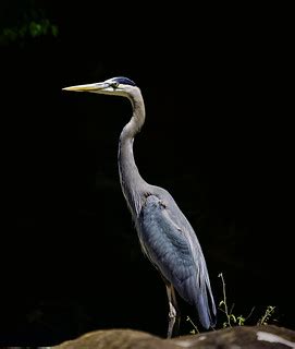 Great Blue Heron (enhanced with Topaz AI tools) | Sergey Galyonkin | Flickr