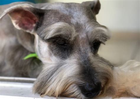 Miniature Schnauzer Health Problems & Issues | Canna-Pet®