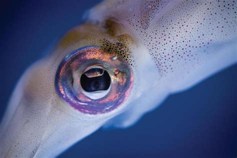 Eye, eye, eye—it’s easy to sea that cephalopod eyes are something ...