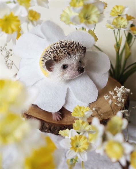 4,388 отметок «Нравится», 97 комментариев — CINNAMON THE HEDGEHOG (@cinnamon.hodgepodge) в ...