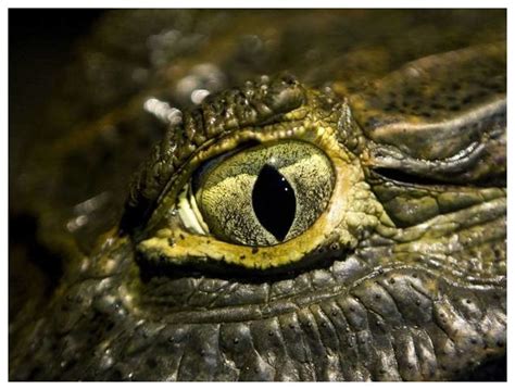 Predator or prey? The shape of animals' eyes holds the key, study ...