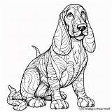 Basset Hound Coloring Pages  Free & Printable sketch template
