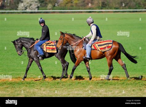 race horse training at newmarket, suffolk Stock Photo - Alamy