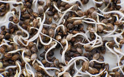 How to germinate marijuana seeds? - BSF Seeds UK