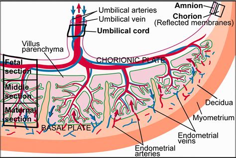 File:Placenta cartoon.jpg - Embryology