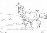 Llama Coloring Pages – Printable FREE sketch template