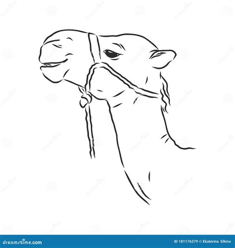 Portrait of a Camel, Head of a Camel, Vector Sketch Illustration Stock Illustration ...