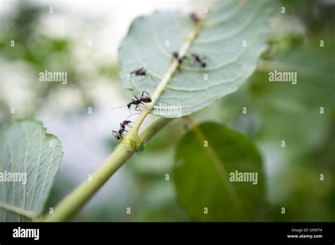 Honey ants protecting and tending the aphids in their care Stock Photo - Alamy