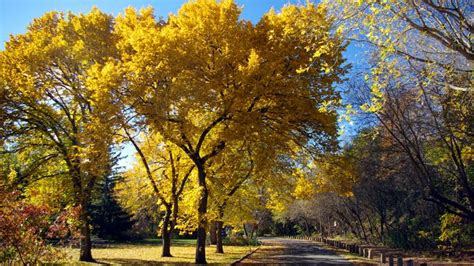 American elm | tree | Britannica