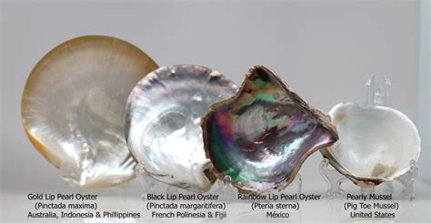 Nácar - Pearl-Guide.com | Market tay