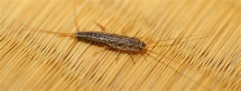 How to Get Rid of Silverfish | Silverfish Habitat & Control