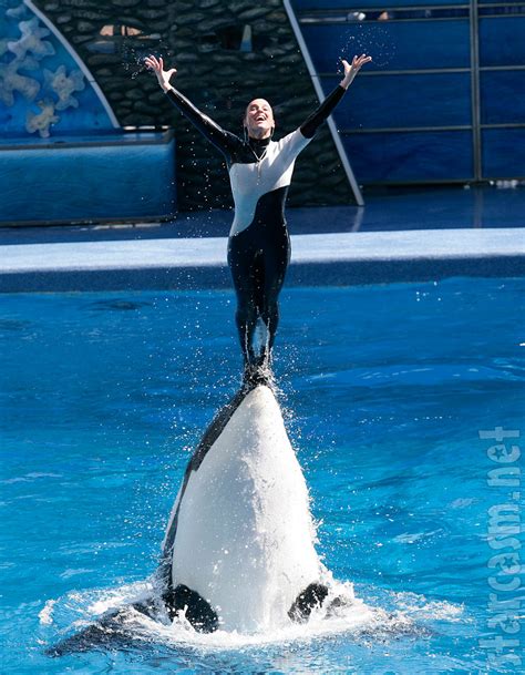 SeaWorld Trainer Dawn Brancheau killed by killer whale Tilikum – Starcasm