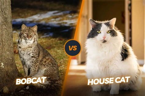 Bobcat Cat Vs House Cat: Domestic Feline And Wild Predator