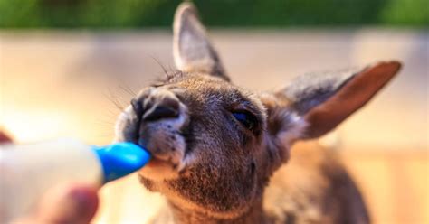 Heartwarming Video of Baby Kangaroo's First 'Hopping Training' is Absolutely Adorable ...