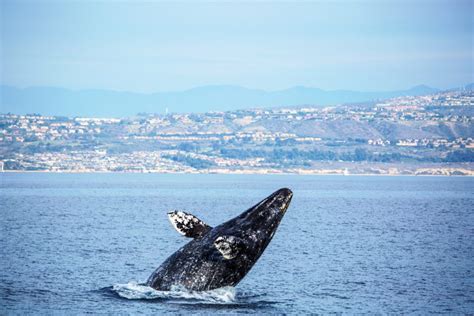 gray-whale-breaching-california