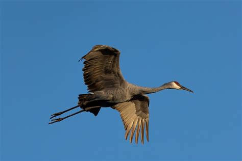 Crane Symbolism: What Do Cranes Represent? [9 Meanings & Interpretations]