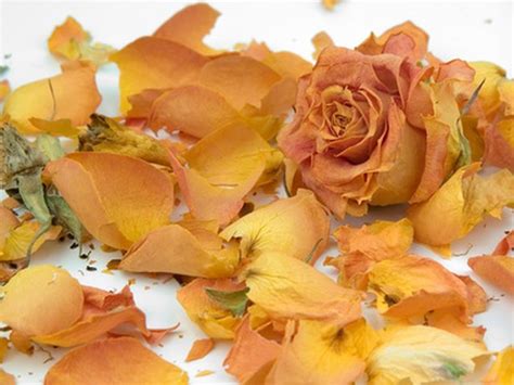 How to Dry Rose Petals Properly | Hunker