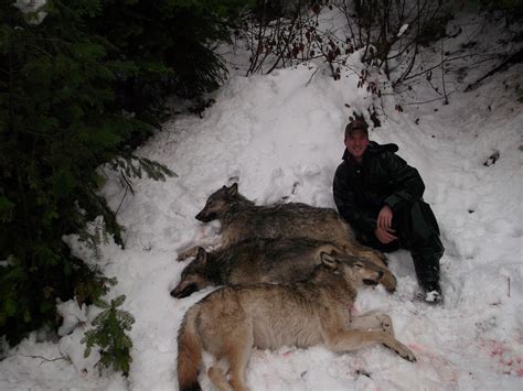 Take Advantage of Expanding Wolf Hunting Opportunities | OutdoorHub