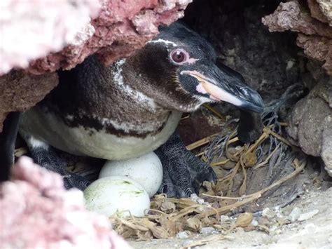 Galapagos Penguins: Diet, Habitat, and Threats | Earth.Org